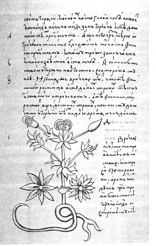 Pagina di un Libro delle Erbe del XVII secolo